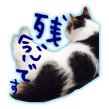 pretty cat blue eye sticker #15696624