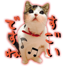 pretty cat blue eye sticker #15696626