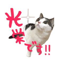 pretty cat blue eye sticker #15696629