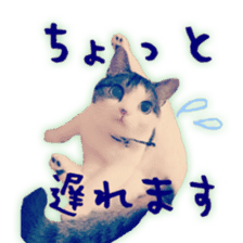 pretty cat blue eye sticker #15696630