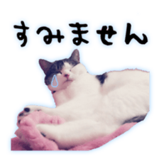 pretty cat blue eye sticker #15696634