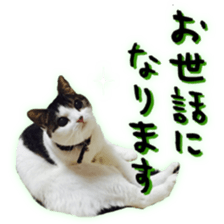 pretty cat blue eye sticker #15696635