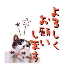 pretty cat blue eye sticker #15696637