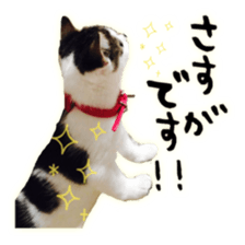 pretty cat blue eye sticker #15696639