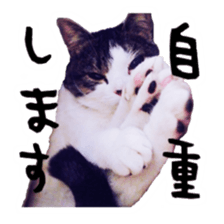 pretty cat blue eye sticker #15696640