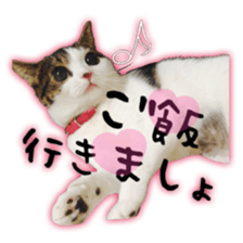 pretty cat blue eye sticker #15696646