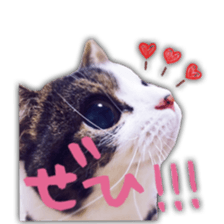 pretty cat blue eye sticker #15696647