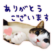 pretty cat blue eye sticker #15696648