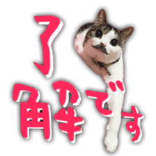 pretty cat blue eye sticker #15696649