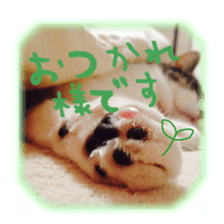 pretty cat blue eye sticker #15696650