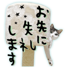 pretty cat blue eye sticker #15696651