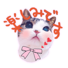 pretty cat blue eye sticker #15696652