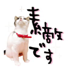 pretty cat blue eye sticker #15696653