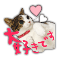 pretty cat blue eye sticker #15696654