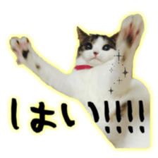 pretty cat blue eye sticker #15696655