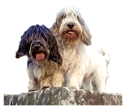 Rope & Buono sticker #15699870