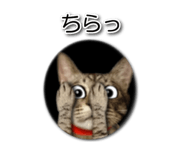 KOTETU sticker #15706633