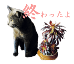 -choco cat- sticker #15710004