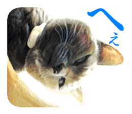 -choco cat- sticker #15710007