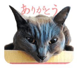 -choco cat- sticker #15710009