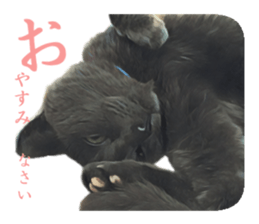 -choco cat- sticker #15710012