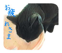 -choco cat- sticker #15710013