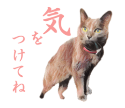 -choco cat- sticker #15710014