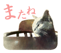 -choco cat- sticker #15710028