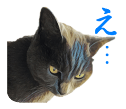 -choco cat- sticker #15710032