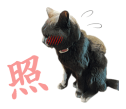 -choco cat- sticker #15710034