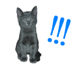 -choco cat- sticker #15710037