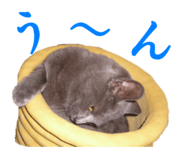 -choco cat- sticker #15710040