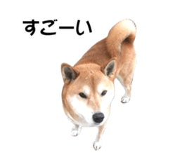 A-chan of Shibainu 10(Compliments) sticker #15717906