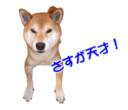 A-chan of Shibainu 10(Compliments) sticker #15717907