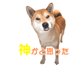 A-chan of Shibainu 10(Compliments) sticker #15717908