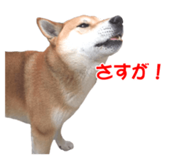A-chan of Shibainu 10(Compliments) sticker #15717909