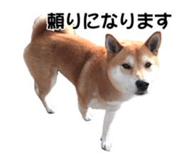 A-chan of Shibainu 10(Compliments) sticker #15717910