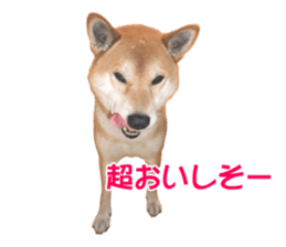 A-chan of Shibainu 10(Compliments) sticker #15717911