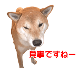 A-chan of Shibainu 10(Compliments) sticker #15717912
