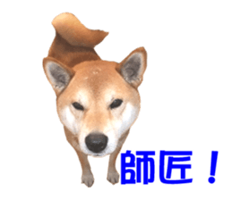 A-chan of Shibainu 10(Compliments) sticker #15717913