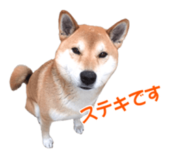 A-chan of Shibainu 10(Compliments) sticker #15717914