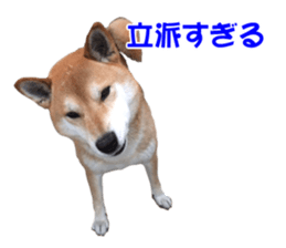 A-chan of Shibainu 10(Compliments) sticker #15717915