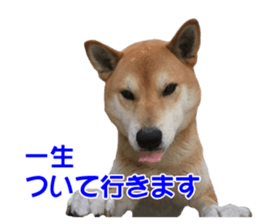 A-chan of Shibainu 10(Compliments) sticker #15717916