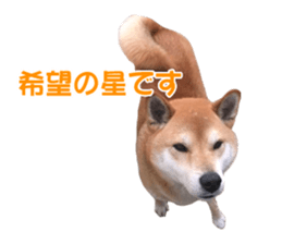 A-chan of Shibainu 10(Compliments) sticker #15717917