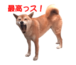 A-chan of Shibainu 10(Compliments) sticker #15717918