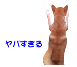 A-chan of Shibainu 10(Compliments) sticker #15717919