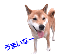 A-chan of Shibainu 10(Compliments) sticker #15717920