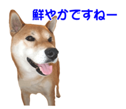 A-chan of Shibainu 10(Compliments) sticker #15717921