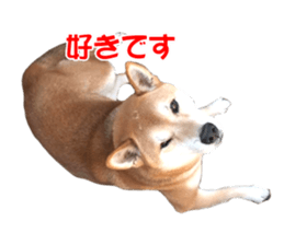 A-chan of Shibainu 10(Compliments) sticker #15717922
