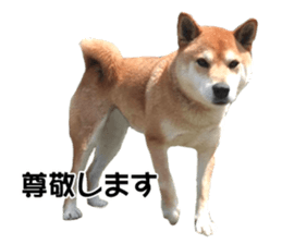 A-chan of Shibainu 10(Compliments) sticker #15717923